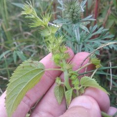 Acalypha ostryifolia