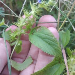 Acalypha ostryifolia