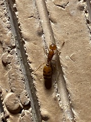 Solenopsis amblychila