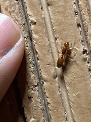 Solenopsis amblychila