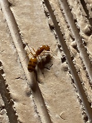 Solenopsis amblychila