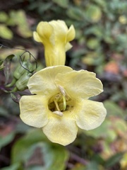 Aureolaria flava