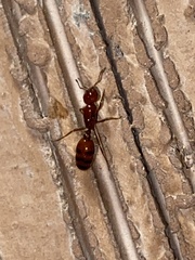 Solenopsis amblychila