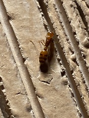 Solenopsis amblychila