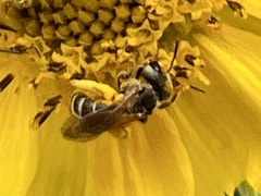 Halictus ligatus