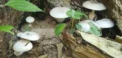 Oudemansiella australis