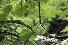 Brachypodius melanocephalos