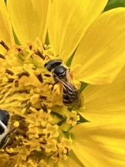 Halictus ligatus