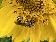 Halictus ligatus