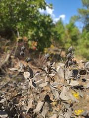Baptisia nuttalliana