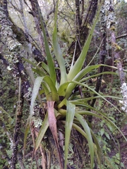 Tillandsia prodigiosa