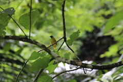 Brachypodius melanocephalos