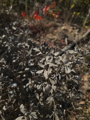 Baptisia nuttalliana