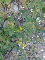 Melilotus indicus