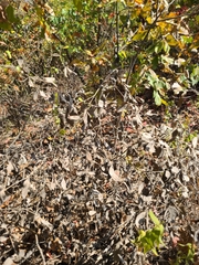 Baptisia nuttalliana