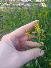 Melilotus indicus