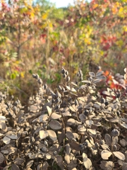 Baptisia nuttalliana