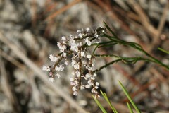 Polygonella articulata