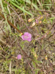 Agalinis heterophylla