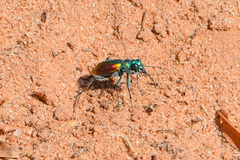 Cicindela scutellaris