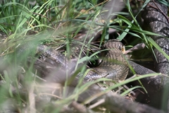 Tiliqua scincoides