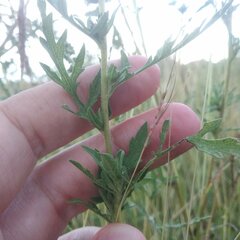 Ambrosia confertiflora