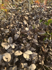 Baptisia nuttalliana