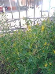 Melilotus indicus