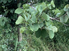 Bauhinieae