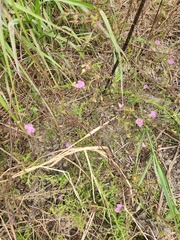 Agalinis heterophylla