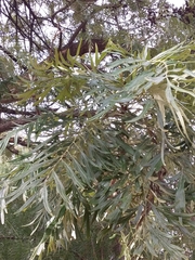 Grevillea robusta
