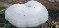 Oudemansiella australis