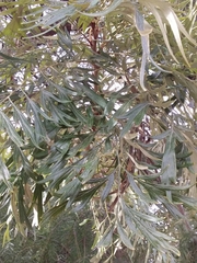 Grevillea robusta