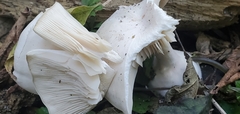 Oudemansiella australis