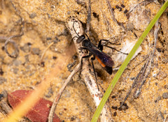 Arachnophroctonus