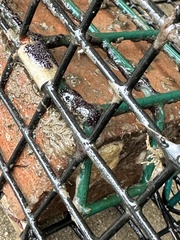 Botryllus schlosseri