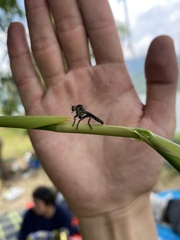 Ommatiini