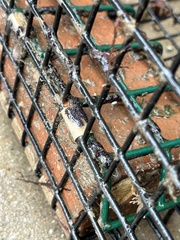 Botryllus schlosseri