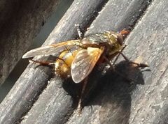 Tachina fera