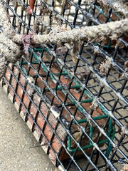 Botryllus schlosseri