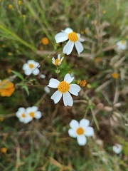Bidens odorata