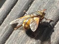 Tachina fera