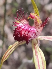 Caladenia paludosa