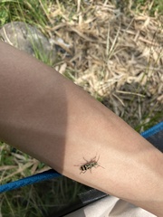 Chlorophorus annularis