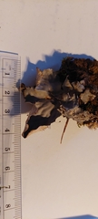 Peltigera neopolydactyla