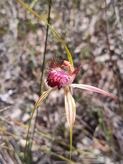 Caladenia paludosa