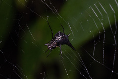 Micrathena pilaton