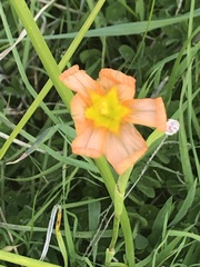 Moraea flaccida