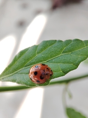 Harmonia dimidiata