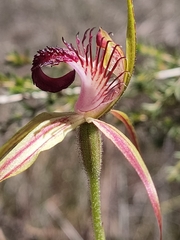 Caladenia paludosa